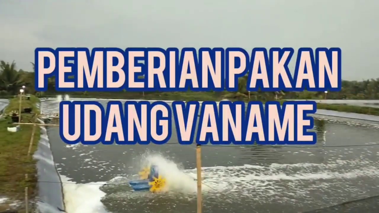 Ngasih Pakan Udang Vaname 