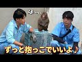 【パンチくん🐵】飼育員パパに笑顔が戻った！下ろさない方針だ〜♡パンチ大満足で行ったりきたり‼️