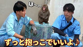 【パンチくん🐵】飼育員パパに笑顔が戻った！下ろさない方針だ〜♡パンチ大満足で行ったりきたり‼️