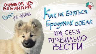 Правила поведения с уличными собаками. Как перестать бояться бродячих собак. Бродячие СТАИ собак.