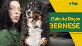 BERNESE, OS GUARDIÕES DE REBANHO DOS ALPES SUIÇOS! | CANAL MAIS PET