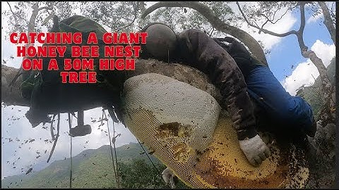 Climbing an Ancient Tree to Catch a Giant Bee Nest – Breathtaking Every Second!#honeybeesting#bee