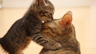 Смешные приколы про животных Котики,собачки, мышки и лошадки Смешные приколы про животных Котики,собачки, мышки и лошадки