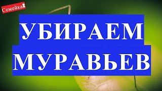 Как избавиться ОТ МУРАВЬЕВ в доме. СРЕДСТВО. Квартире. На кухне. Участке. Саду. Даче. Рыжие