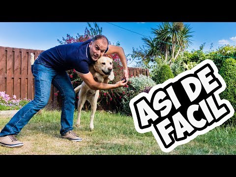 Video: Truco avanzado: ¡Enséñale a tu perro un puesto de pie e impresiona a tus amigos!