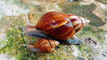 Slow Motion Nature SNAILS
