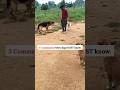 These 3 commands can literally save your dog’s life | By Akash Singh #dogtrainer #dogparents #shorts