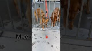 My Dogs Share The Final Brain Cell