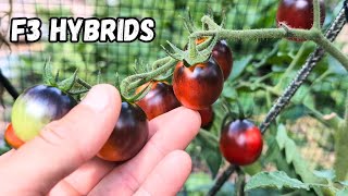 Tomato Breeding at Home Year 3 Winners and Losers