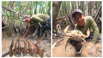 Bẫy Cá Dính Bắt Cua To Đùng Ở Trong Hang