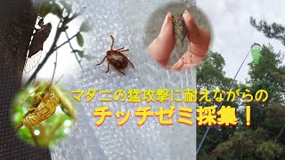 今年最後のセミ採集！～危険な奴に遭遇したけど神回