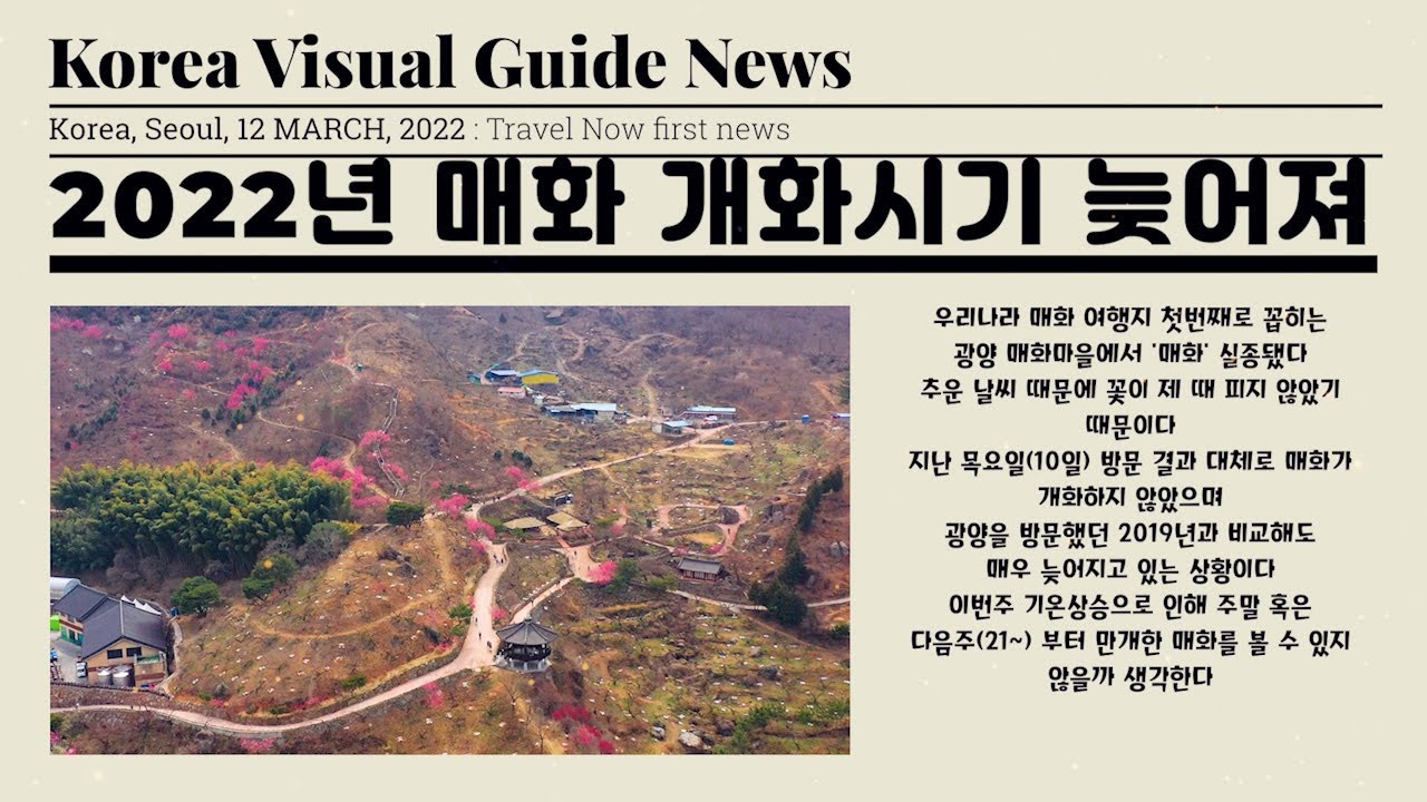 2022 광양 매화 개화 소식! 작년보다 개화시기 늦어져