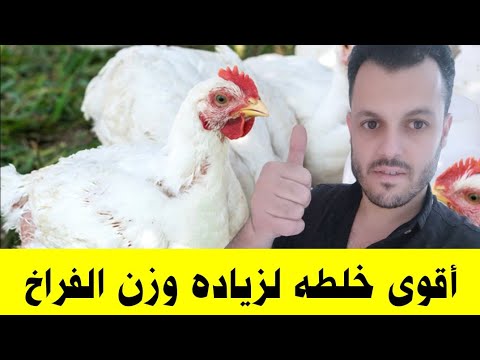 أقوى وصفات لزياده وزن الفراخ البيضاء فى أسرع وقت