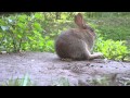 rabbit кролики