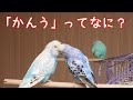 「かんう」ってなに？（換羽期に入った子の我が家の対処法）