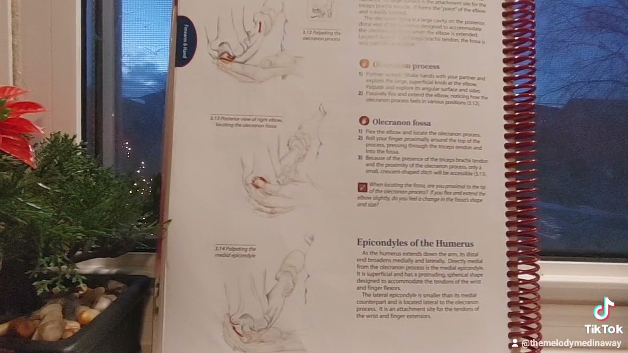 Olecranon Fossa & Process/Trailguide to the body/learning the Med way