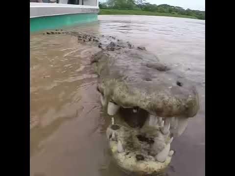 Crocodile attack Costa Rica - YouTube