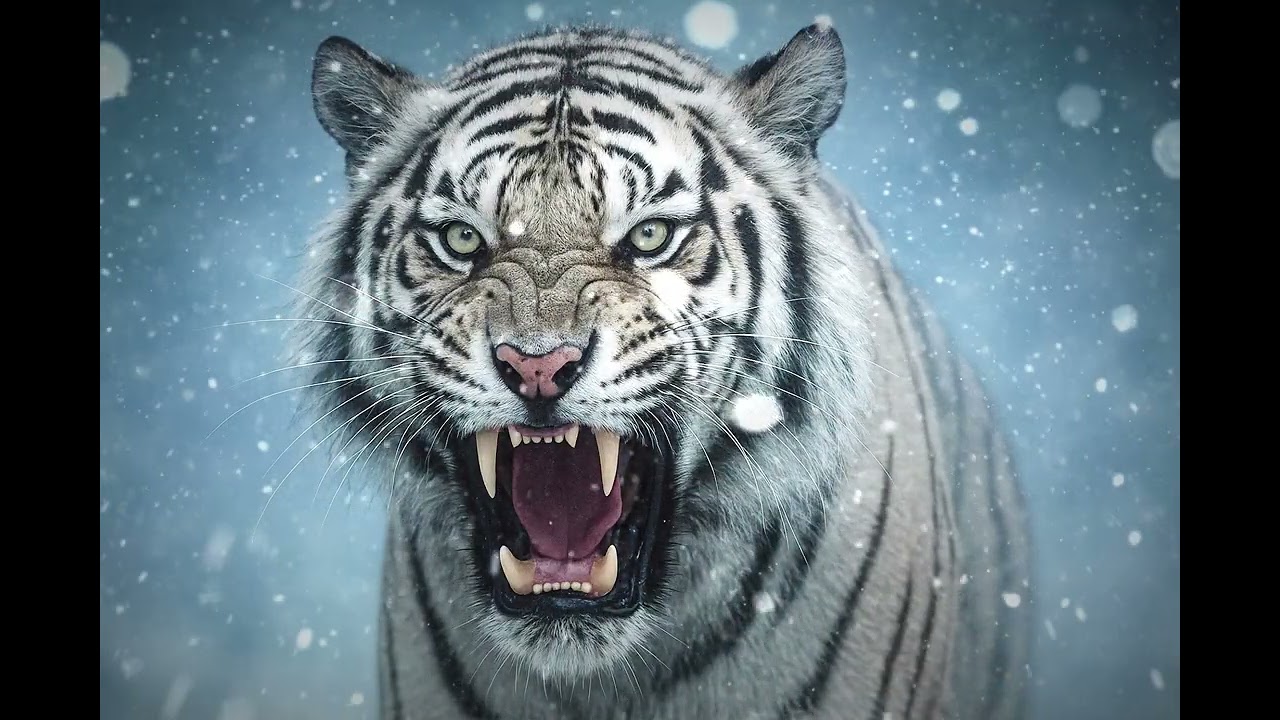 Roaring Sound Expression White Tiger Roaring Sound