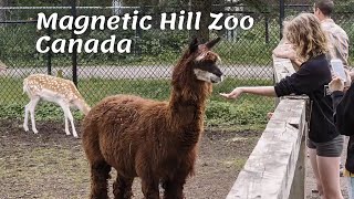 Magnetic Hill Zoo Canada | Lions, Tigers, & Bears. And, alpacas, black panthers, pigs, toucans...
