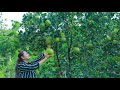 The pomelo fruit in the forest for salad recipe | Pomelo picking | Healthy Food