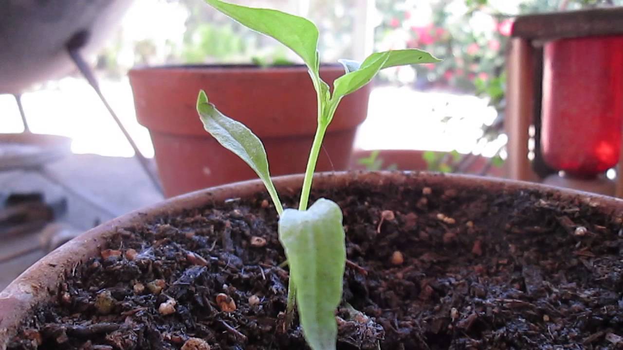 Baby Pepper Plant 2015 YouTube