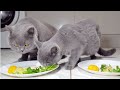 Cats Share Christmas Dinner