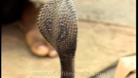 Snake charmer in Delhi, India