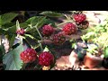 Georgia Garden Blog Update 14 - Fall Harvest October 2 2020
