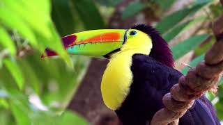 The most attractive birds in the world | beauty of nature with calming music 4K video UHD