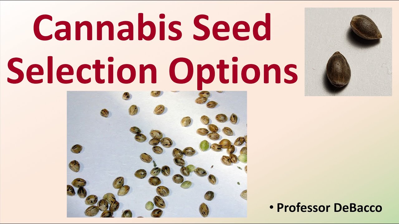 Cannabis Seed Selection Options