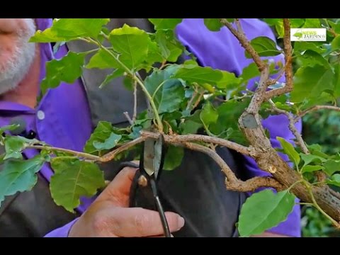 Vidéo: Tailler les plantes de bougainvilliers - Apprenez à tailler les plantes de bougainvilliers