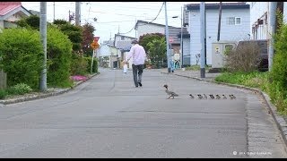 ②みんな頑張れ！本流目指してまっしぐら　カワアイサの大行進！