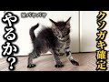 保護した子猫がヤンチャになってきて将来が不安になってきました…