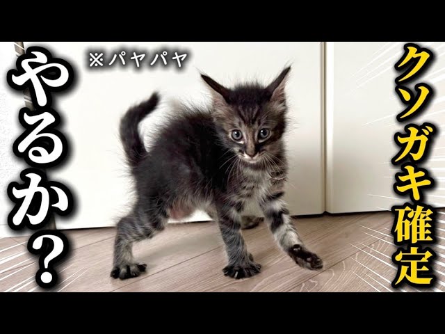 まるです まるです18。-I am Maru 18.- - YouTube