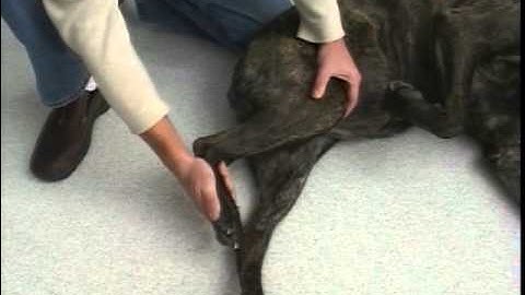 Rear Leg Passive Range of Motion | TPLO | Dog Surgery