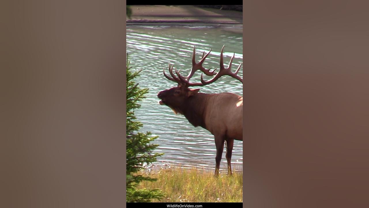 Sheriff at His Heaviest and Shortly into the Elk Rut Bugling YouTube