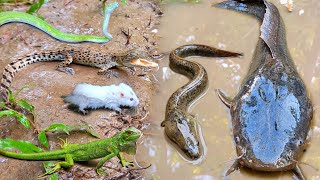 Tangkap ikan lele besar dalam lubang ada ikan hias, ikan koi, ikan gabus, kura kura