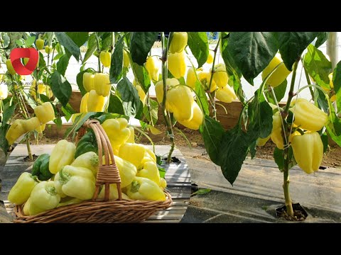 Video: Razvoj i sazrijevanje voća: saznajte više o procesu sazrijevanja voća