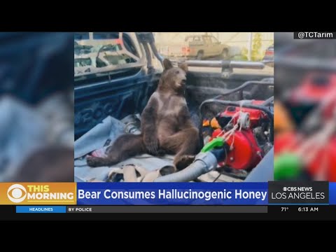 Bear-ly sober: Viral video shows wild bear who accidentally ate hallucinogenic honey