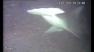 Commercial Diving Offshore | Shark attacks Saturation Diver
