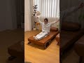 ワンスペースで 2 役！狭小部屋に最適なソファベッド #空間活用