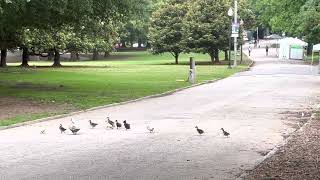 Adorable ducklings by Wild Escapes 16 views 11 months ago 22 seconds