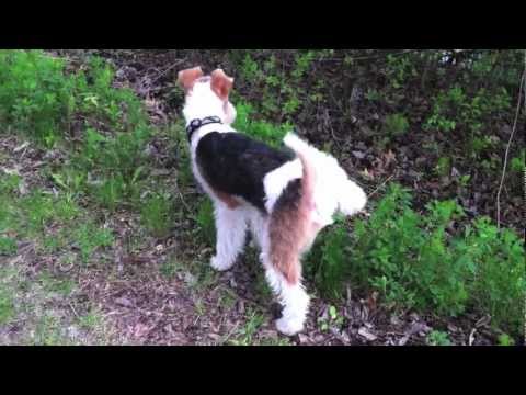 Video: Wire Fox Terrier ит тукуму гипоаллергендик, ден-соолук жана өмүрдүн узактыгы