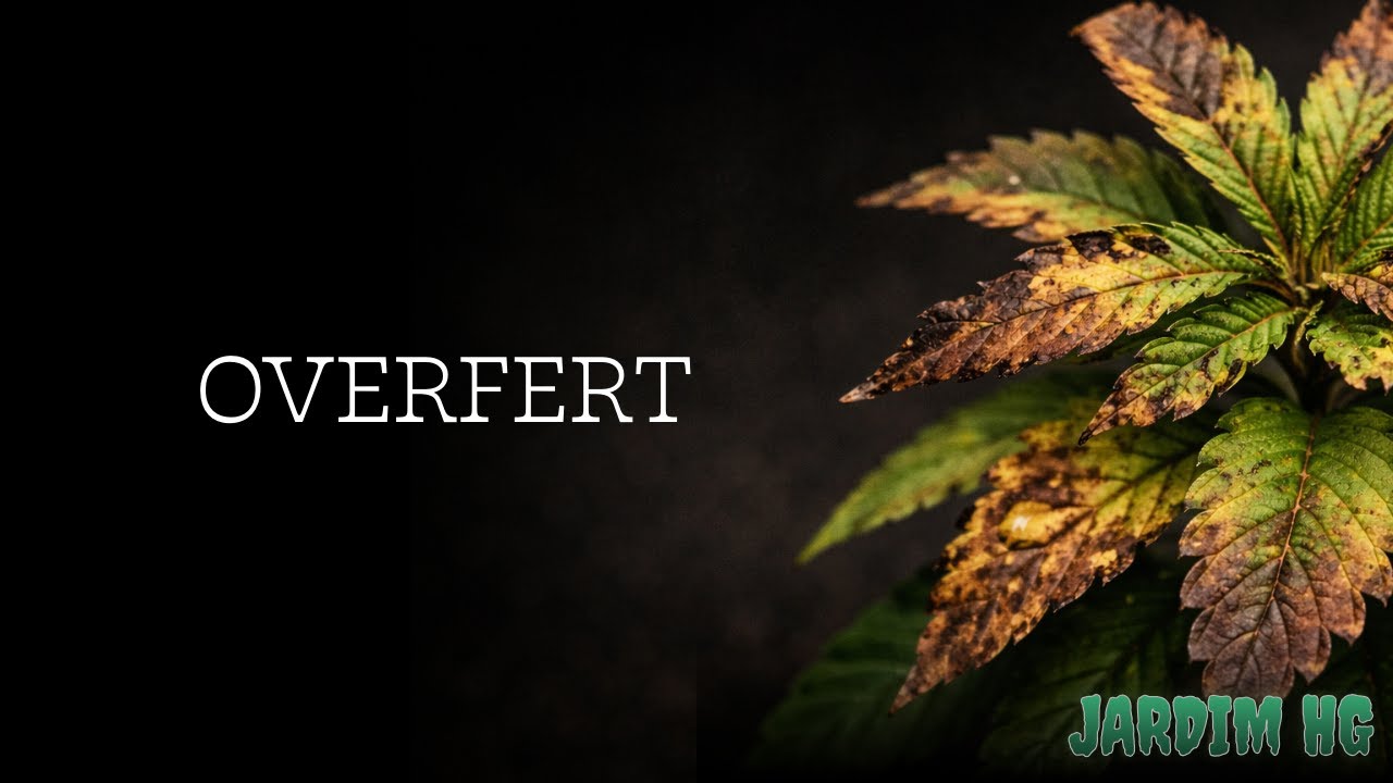 Overfert: como lidar em solo orgânico e inerte