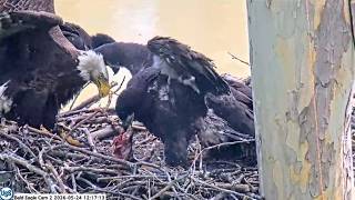 USS Bald Eagle Cam 2 on 5-24-26 @ 12:16 Irvin brings in a fish Hutch mantles all get fed