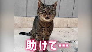 痩せ細った野良猫が助けを求めてきました。緊急入院した猫を心配した発見者は思いがけない行動を…【感動】