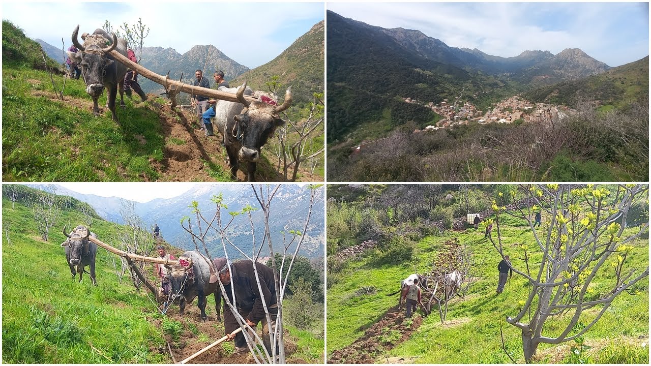 La Vie Quotidienne à La Campagne En Kabylie : Reportage à Ait Ouabane 
