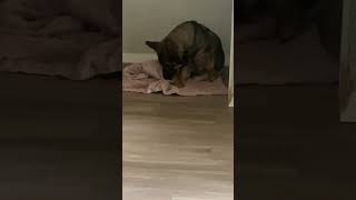 Mama coco preparing to give birth to her first litter! #dog #workingdog #puppy #germanshepherd