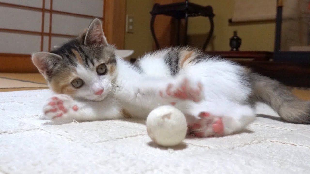 羊毛フェルトボールと一緒に転げ回っちゃう可愛い子猫！