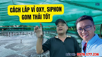 Mẹo Thiết Kế Vị Trí Oxy Siphon Ao Tôm (1000m²) Để Gom Thải Tốt Nhất | NTBV Farm Tour